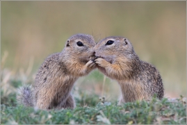 <p>SYSEL OBECNÝ (Spermophilus citellus) /European ground squirrel - Europäischer Ziesel/</p>